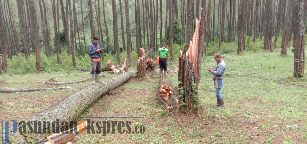 Puting Beliung Porak-porandakan Hutan Pinus Puting Beliung Porak-porandakan Hutan Pinus
