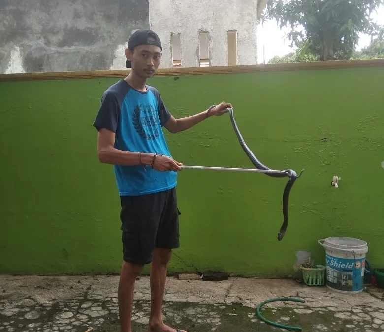 Waspada! Ular Masuk ke Rumah