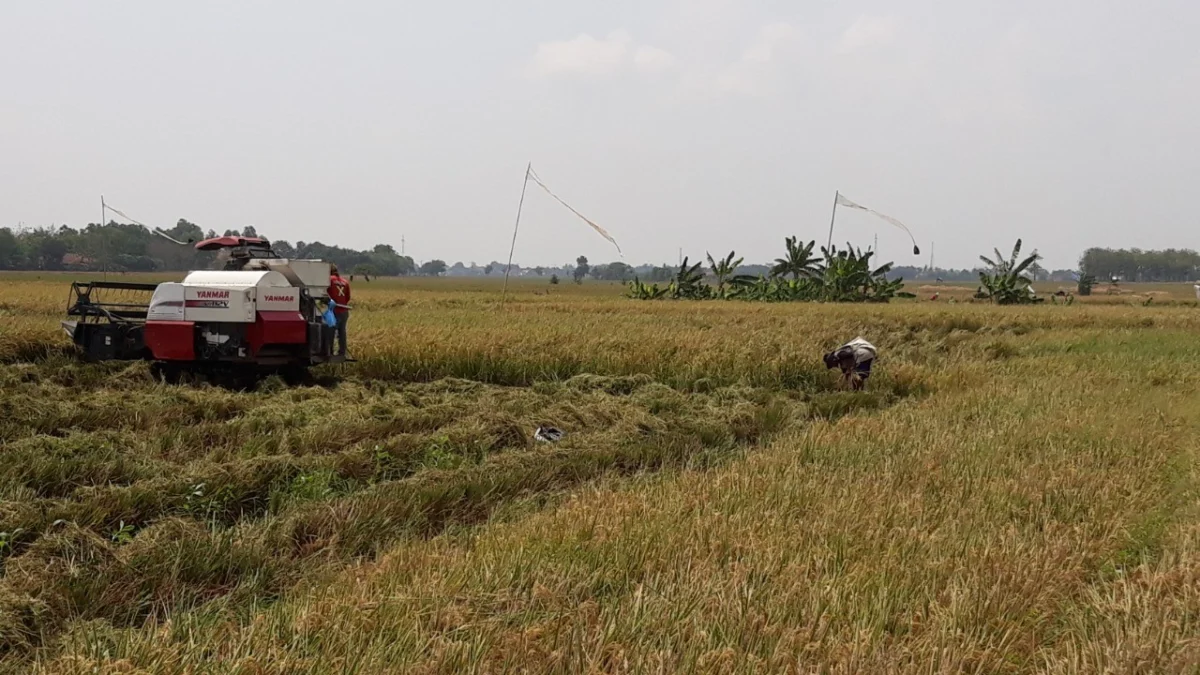 Penghargaan IRRI Bukti Lumbung Beras Indonesia Aman