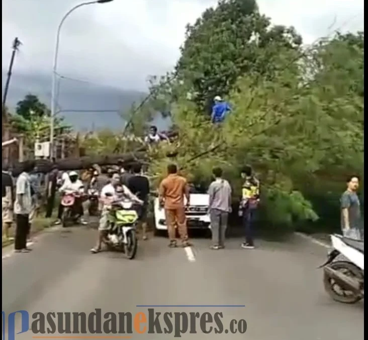 Pohon Tumbang, Kendaraan Menuju Subang Selatan Tersendat Pohon Tumbang, Kendaraan Menuju Subang Selatan Tersendat