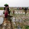 Bulog Biarkan Tengkulak Berkeliaran?