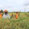 Keterlibatan Swasta dan BUMN Bisa Kuatkan Ketahanan Pangan Indonesia