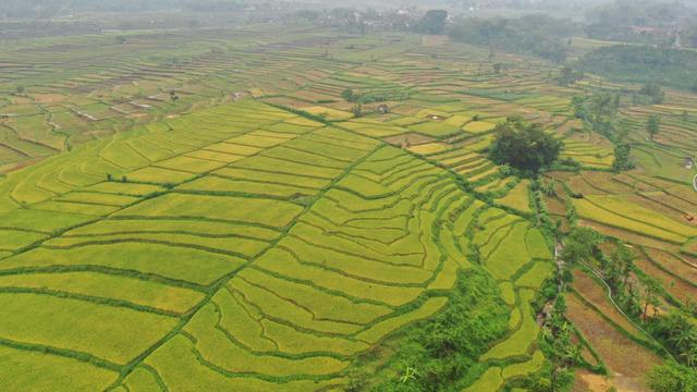 Karut Marut Sistem Pertanian di Negara Agraris