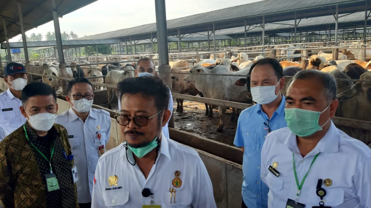 Jelang HBKN, Mentan Pantau Ketersediaan Sapi Potong dan Daging Beku