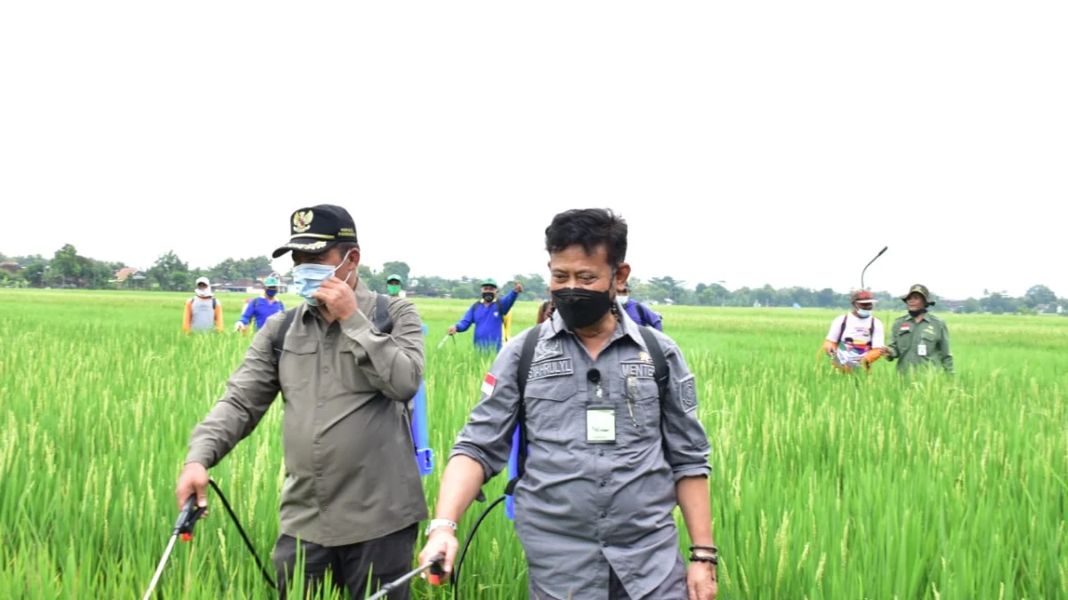 Kementan Terus Kawal Masa Panen Padi di Semua Wilayah Indonesia