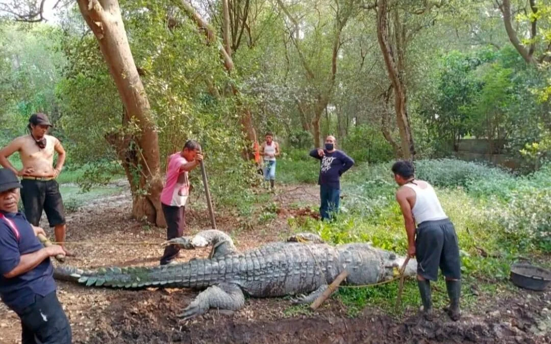 Si Baron, Ikon wisata penangkaran Buaya Blanakan Mati