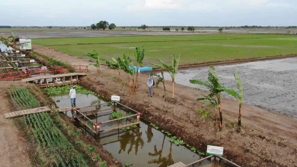 Food Estate, Kemandirian Bangsa dalam Pandangan Islam