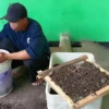 Pupuk Organik belatung