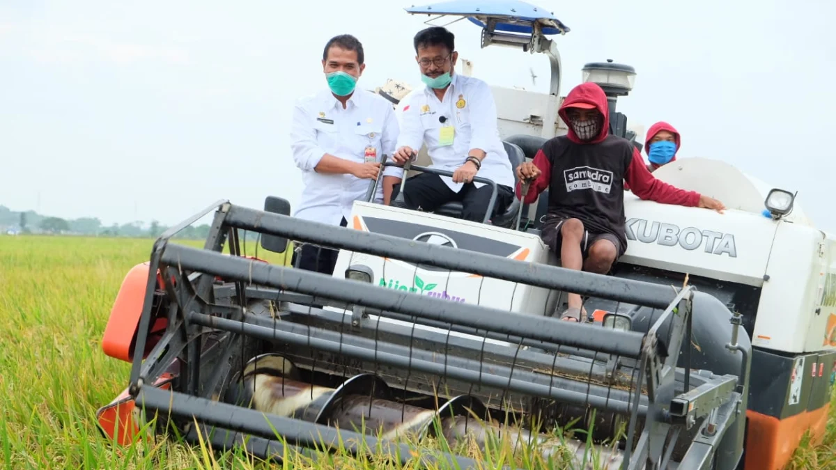 Peringkat Provinsi Produsen Beras Terbesar 