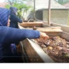 Budidaya Maggot