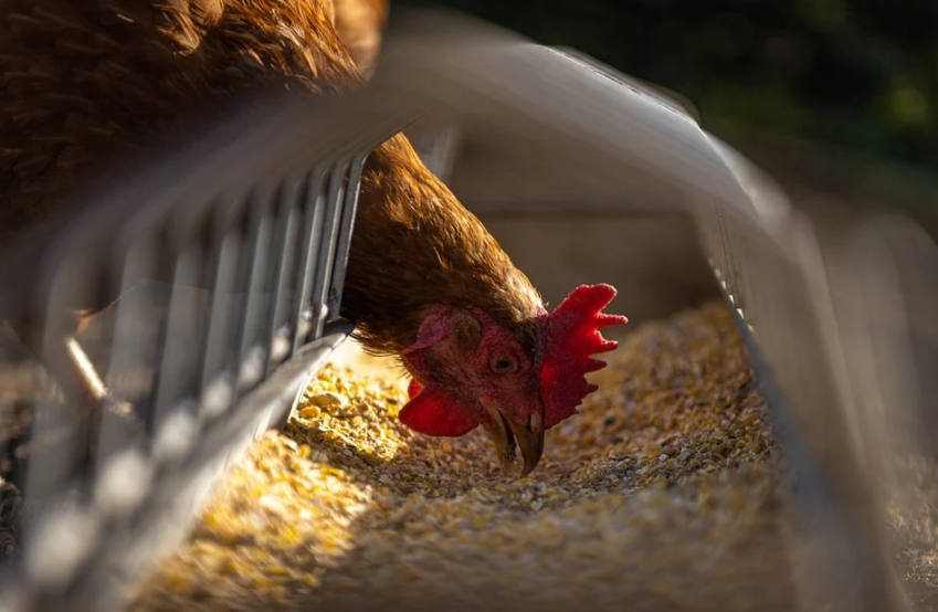 Tergiur Keuntungan Besar, Oknum Guru Nekat Jadi Penadah Ayam