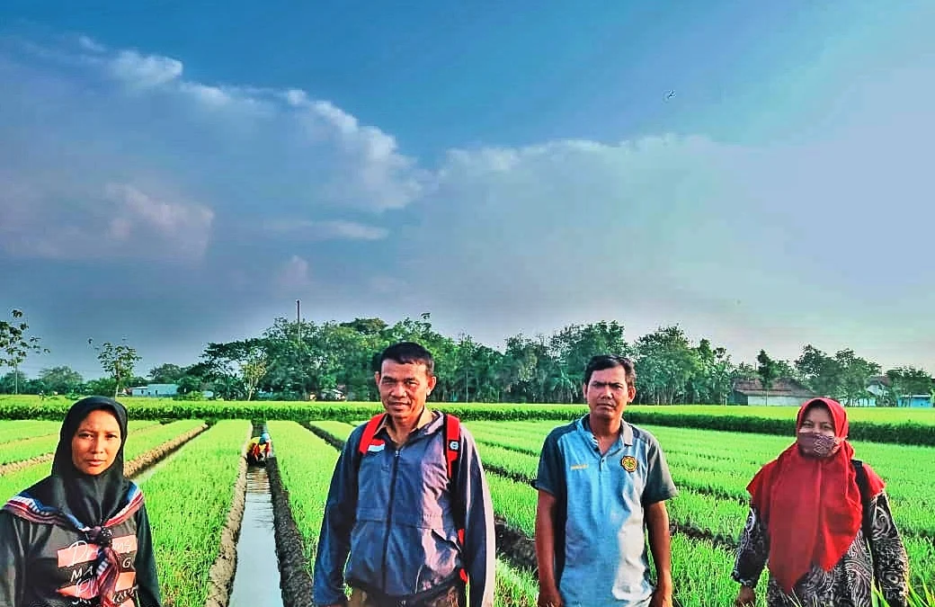 Budidaya Bawang Merah di Compreng