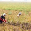 Food Estate Solusi Pintas Ketahanan Pangan