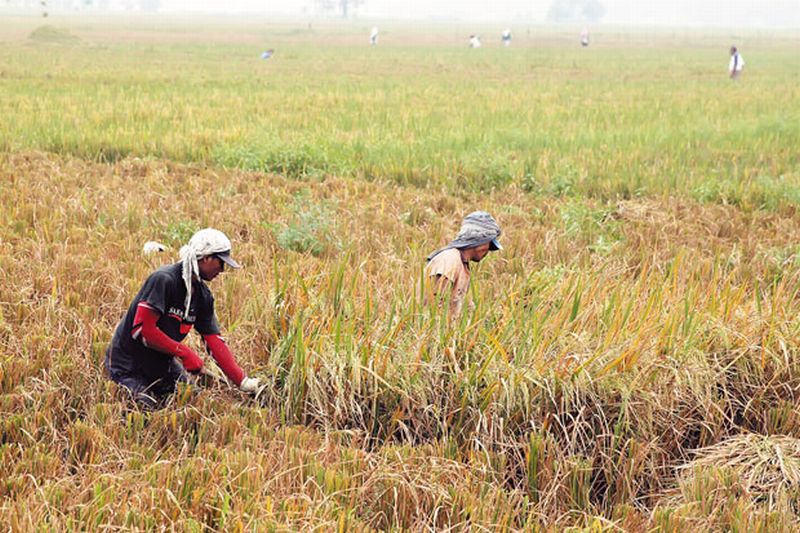 Food Estate Solusi Pintas Ketahanan Pangan