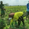 Lulusan SMK Memilih jadi Petani Bawang, Melanjutkan Pertanian dan Ilmu dari Bapak