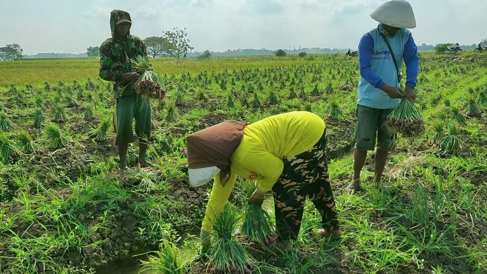 Lulusan SMK Memilih jadi Petani Bawang, Melanjutkan Pertanian dan Ilmu dari Bapak