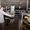 Kementan Awasi Keamanan dan Stok Daging Jelang Lebaran