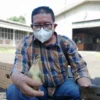 Akibat Pandemi Puluhan Peternak Ayam Broiler Gulung Tikar