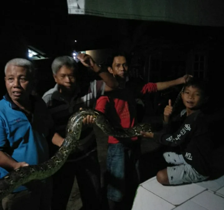 Geger! Dalam Sepekan Warga Cigadung Tangkap 3 Ekor Ular Sanca Kembang di Aliran Sungai