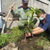 Penghijauan, Pemerintah Desa Gudang Kahuripan Tanam Ratusan Pohon Buah-buahan