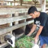 peternakan Domba dan Kambing di subang