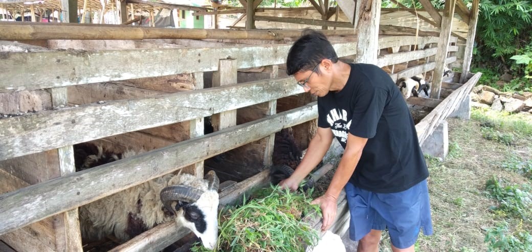 peternakan Domba dan Kambing di subang