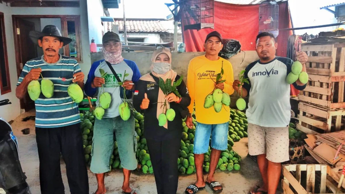 Harga Mangga Tak Semanis Buahnya, Ini Harapan Petani