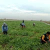 Akibat Masa Tanam Padi Mundur, Petani Memilih Tanam Semangka