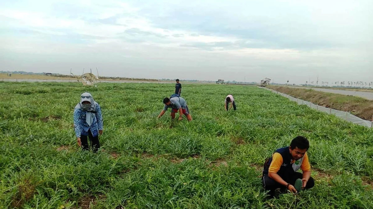 Akibat Masa Tanam Padi Mundur, Petani Memilih Tanam Semangka