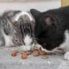 Harga Makanan Kucing dari 8 Merk Berkualitas