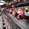 Role Model Ketahanan Pangan, Aipda Lili Sukses Ternak Ayam Petelur