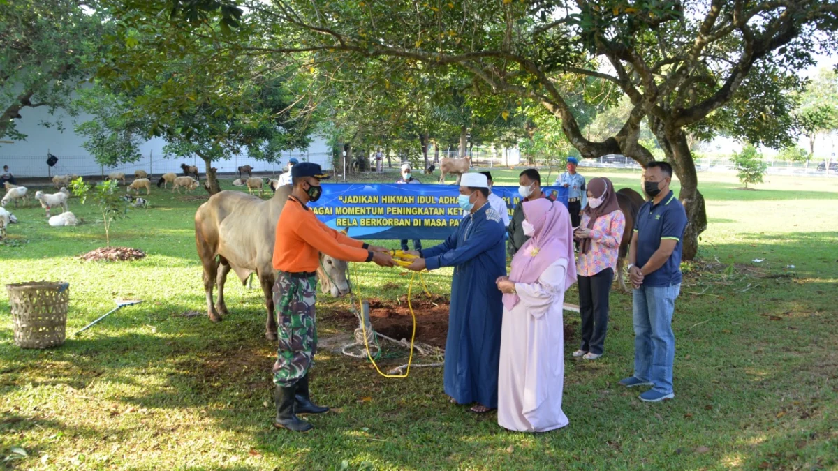 Lanud Suryadarma Berkurban 5 ekor Sapi dan 35 ekor Domba