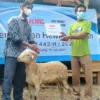 KIIC Bagikan 3 Sapi dan 50 Domba