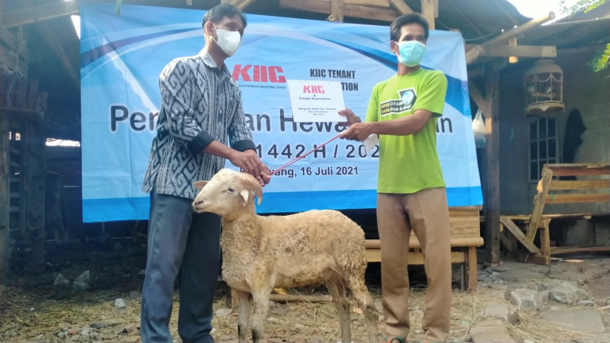 KIIC Bagikan 3 Sapi dan 50 Domba