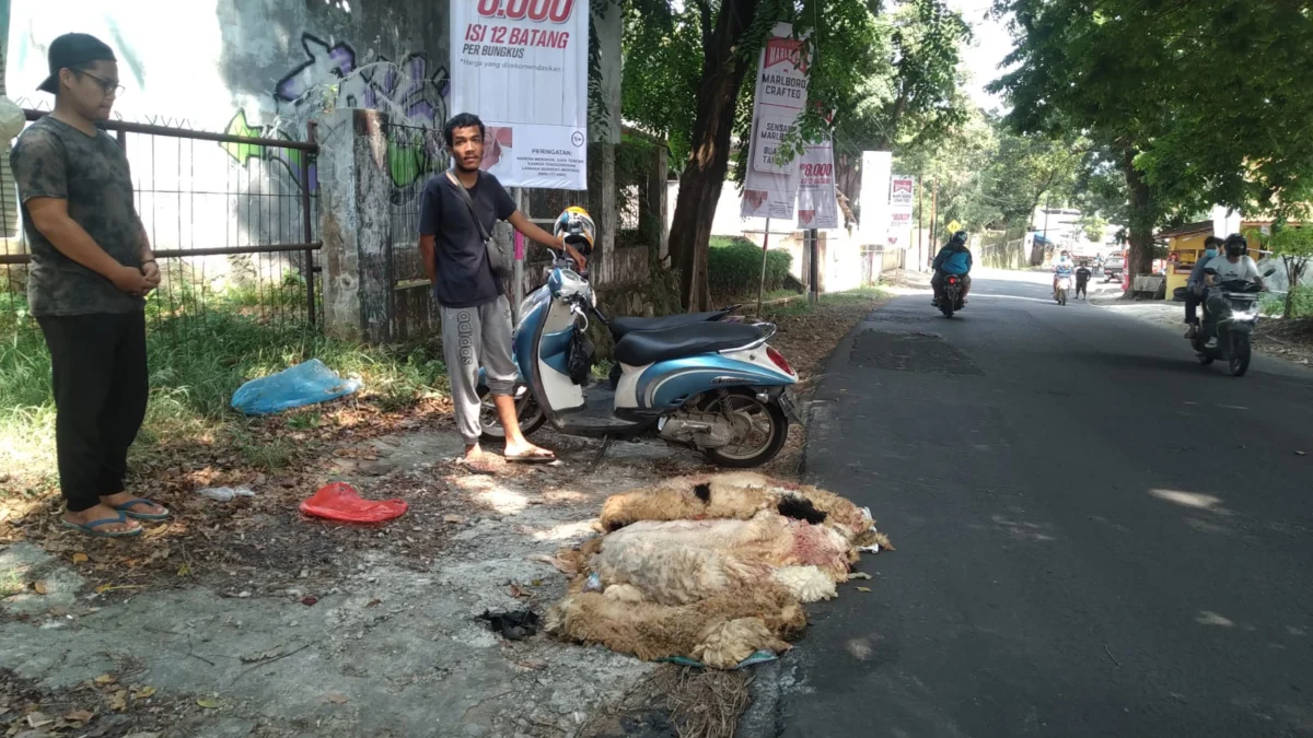 Idul Adha Berkah Bagi Pengepul Kulit