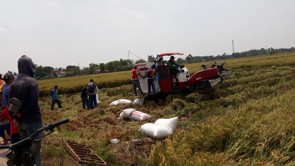 Musim Panen Harga Gabah Anjlok, Kadistan Langsung Surati Bulog