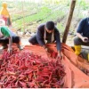 Permintaan Sayur Mayur Menurun, Petani Keluhkan Dampak PPKM Darurat