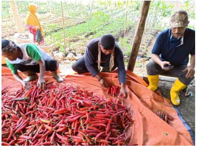 Permintaan Sayur Mayur Menurun, Petani Keluhkan Dampak PPKM Darurat