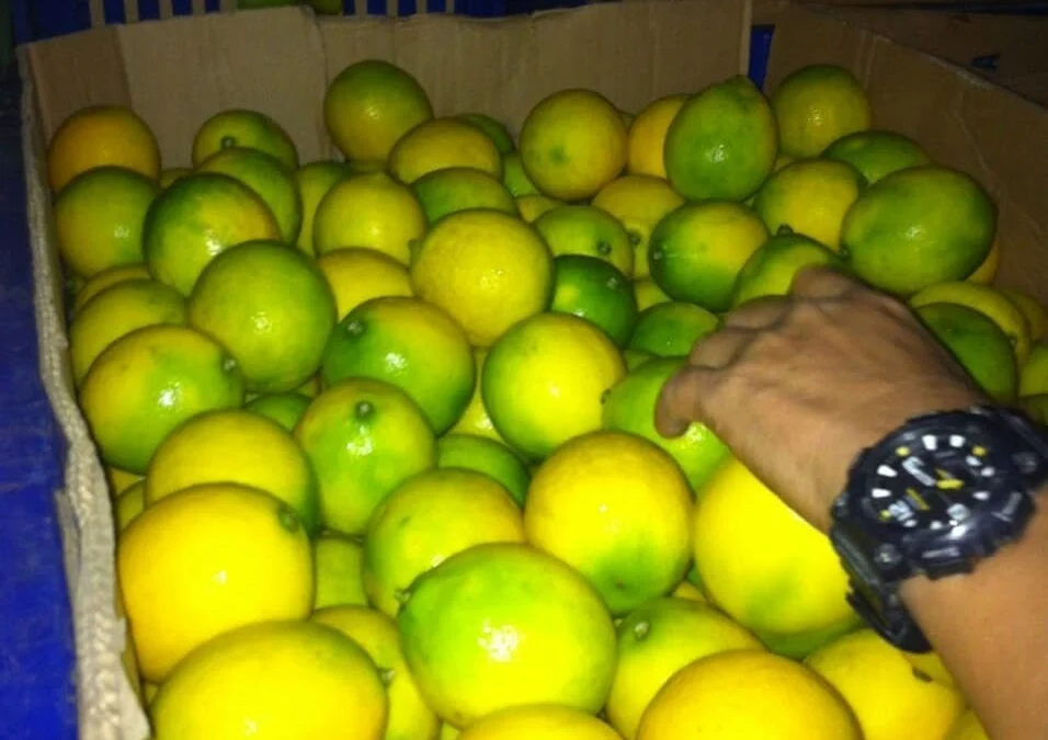 Lemon dan Jahe Dipercaya Dapat Tingkatkan Imunitas