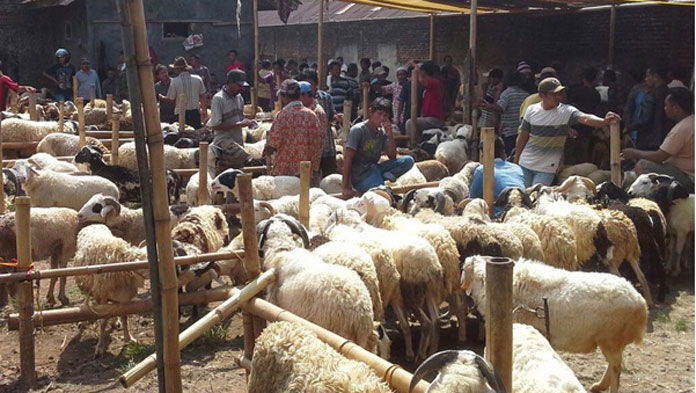 Akbat PPKM Darurat, Penjualan Hewan Kurban Menurun Drastis