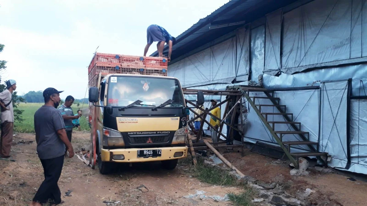 Dampak PPKM, Biaya Produksi Usaha Ternak Ayam Broiler Bertambah