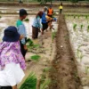 Empat Desa Mulai Mulai Tanam Padi