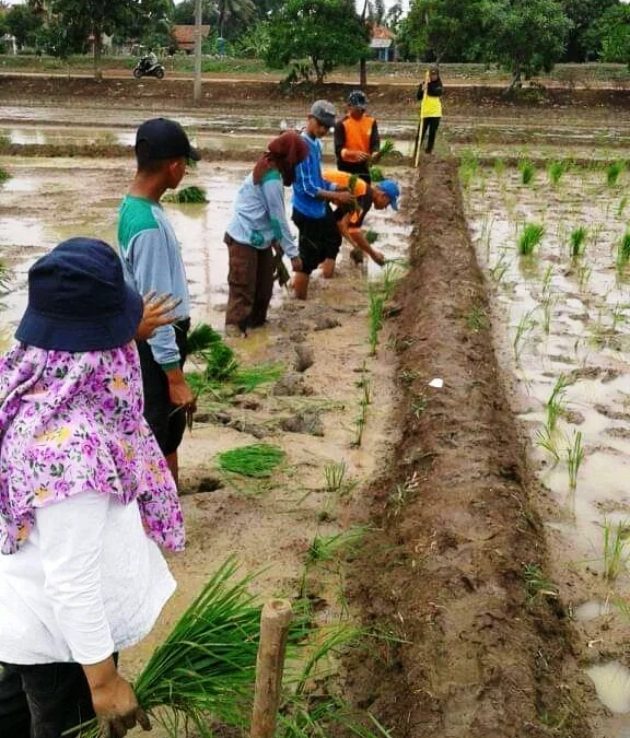 Empat Desa Mulai Mulai Tanam Padi