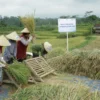 BRI Dukung Pengembangan Ekosistem Padi Untuk Perkuat Ketahanan Pangan Nasional