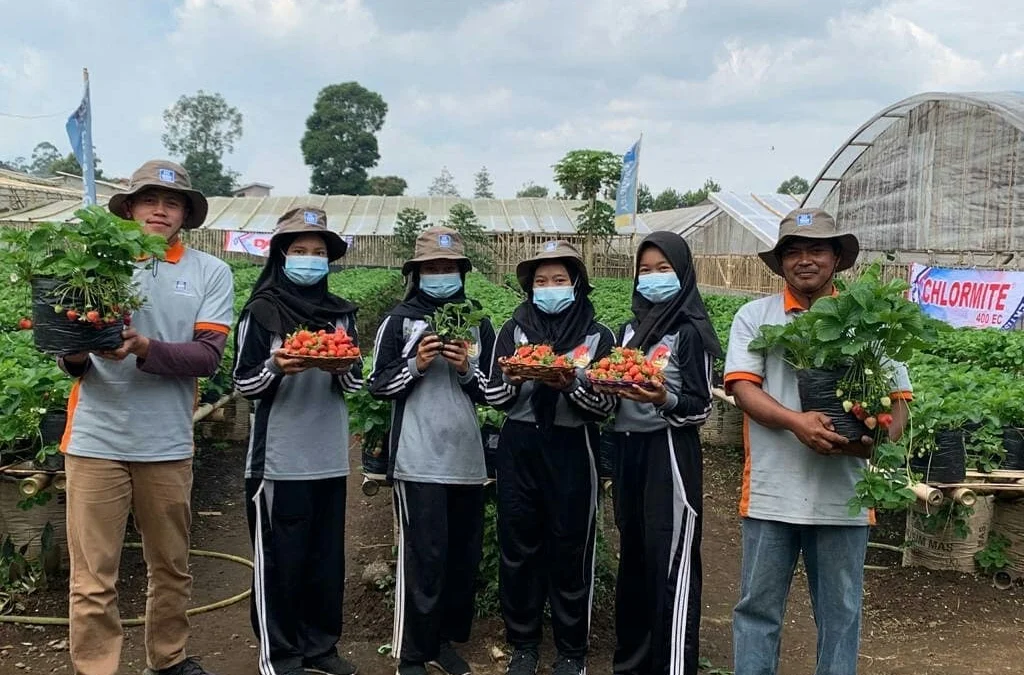 Keren!! Tanam 4.000 Pohon Stoberi di Lahan Gamblung Bisa Hasilkan 15-20 Kg Perhari