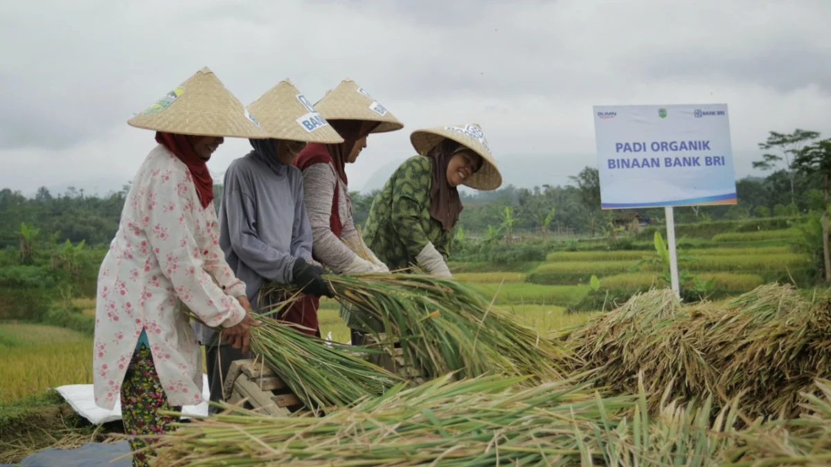 Selama Masa Pandemi, Rp 161 Triliun Kredit Mikro BRI Tersalurkan ke Sektor Pertanian