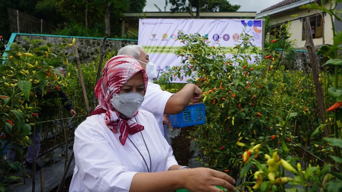 Menko Perekonomian Pastikan Program Kemitraan Closed Loop di Garut Berjalan 