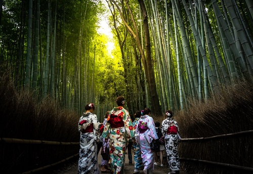 Manfaat Bambu Bagi Manusia (Foto: Ilustrasi bambu yang sedang dilewati manusia)