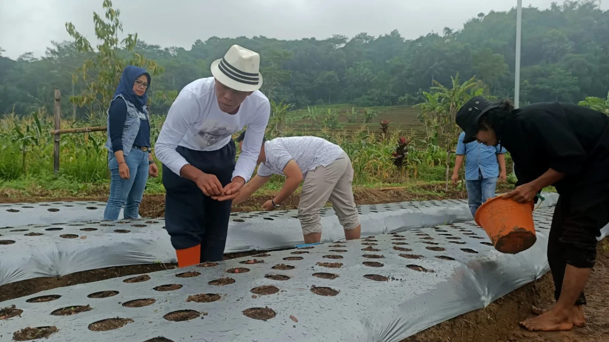 Akhir Pekan, Kang Jimat Isi Waktu Ujicoba Tanam Bawang Merah Brebes