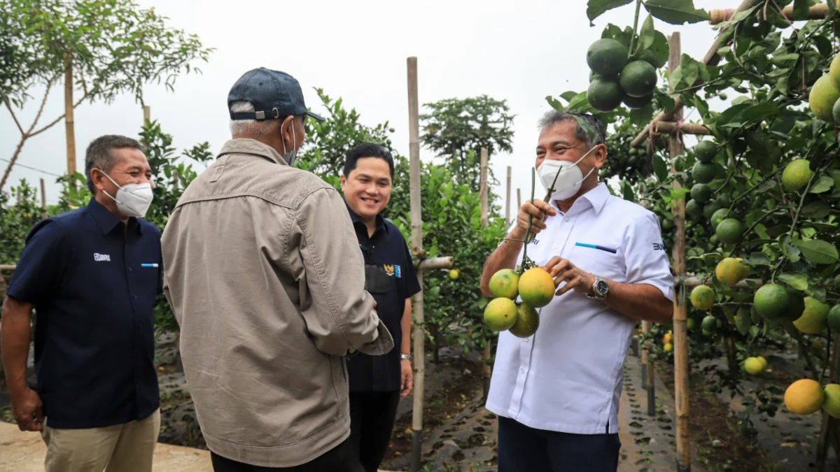 Kucurkan Modal hingga Berikan Pendampingan Usaha, BRI Dorong Petani Jeruk Naik Kelas